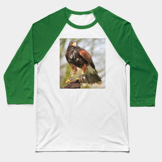 Harris Hawk Baseball T-Shirt by snknjak